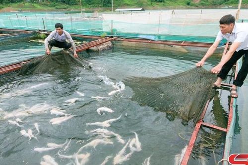 Những nông dân triệu phú ở Quỳnh Nhai