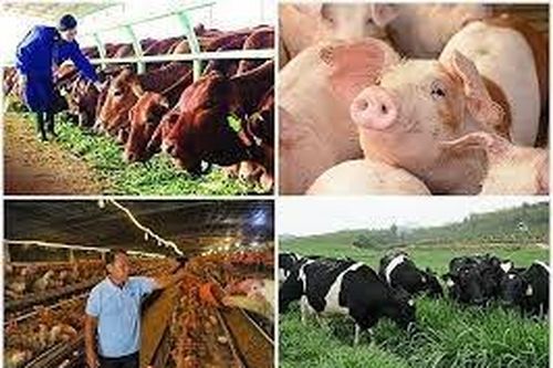 Quy định chính sách hỗ trợ nâng cao hiệu quả chăn nuôi