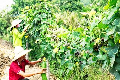 Nông dân Khánh Hòa làm du lịch hút khách nội, khách ngoại cũng ùn ùn kéo đến