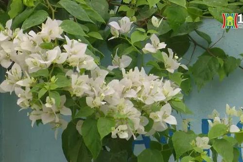 Tuyến đường hoa La Phù đã sạch đẹp