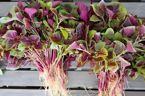 Loại rau bán đầy chợ với giá 'rẻ như cho' nhưng phòng chống nhiều bệnh