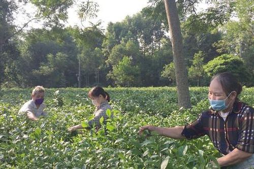 Hà Nội xây dựng vùng chè chất lượng cao
