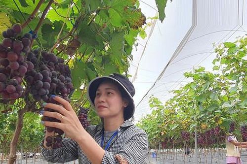 Du lịch nông nghiệp - Hướng đi mới ở Quốc Oai
