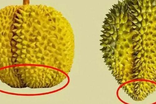 Không cần gõ sầu riêng, mách bạn mẹo này chọn được sầu riêng dày cơm, chín thơm ngọt lịm