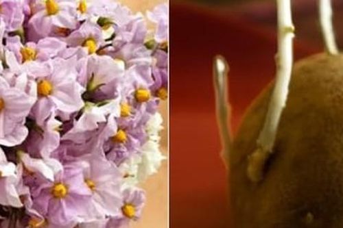 Khoai tây mọc mầm hãy cho vào khay nước, vài tuần sau hoa nở đẹp mỹ miều