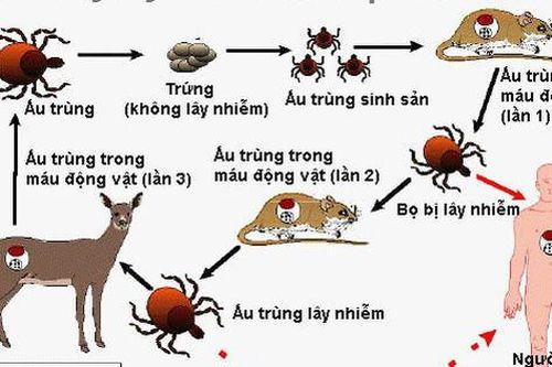 Thuốc nào điều trị sốt mò?