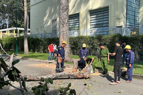 Thêm nạn nhân bị nhánh cây rơi trúng dẫn đến tử vong ở TP.HCM