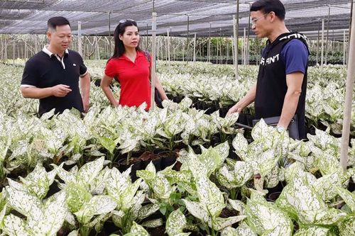 Tìm hướng phát triển cho du lịch nông nghiệp, nông thôn