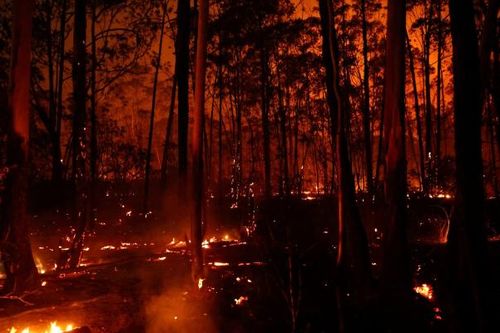 20% rừng ở thủ đô của Brazil bị thiêu rụi, nghi ngờ có hành vi đốt phá