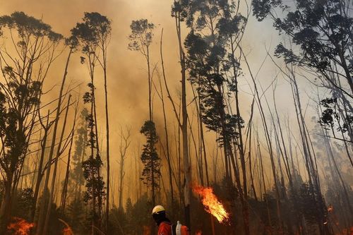 20% diện tích rừng Brasilia bị thiêu rụi, nghi do đốt rừng
