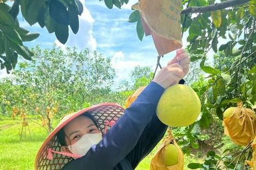 Thủ phủ bưởi Phúc Trạch tất bật thu hoạch phục vụ Trung thu