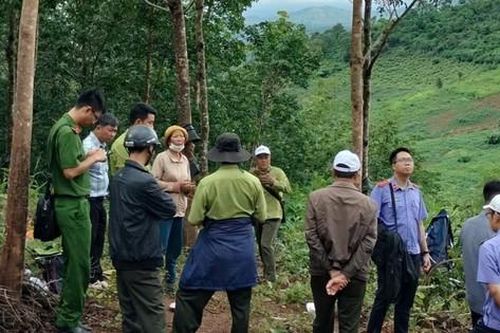 Khai thác trái phép đất rừng phòng hộ để trồng cao su ở Kon Tum