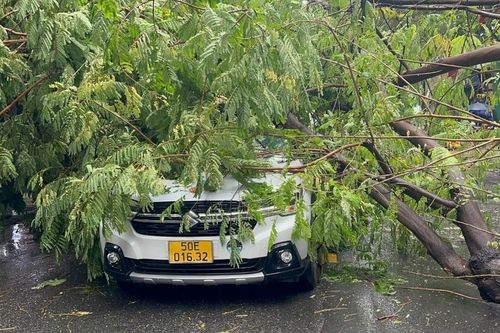 Sở Xây dựng TPHCM: Nhánh cây gãy làm chết người 'vẫn còn tươi'