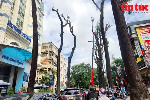 TP Hồ Chí Minh: Cắt tỉa cây xanh để ứng phó mưa lớn kèm dông lốc từ bão số 3