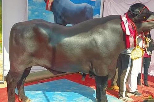 Anh nông dân sở hữu con trâu 'khủng', ra giá không dưới 62 tỷ đồng