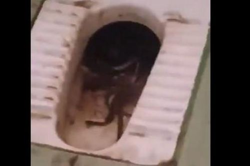 Clip: Hàng chục con rắn xuất hiện trong bồn cầu nhà vệ sinh nữ