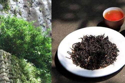 Loại cây quý giá được chính phủ Trung Quốc chi 350 tỷ đồng để mua bảo hiểm vì quá đặc biệt