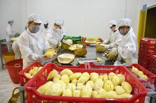 Mở cửa thị trường: Động lực đưa trái cây Việt tăng trưởng xuất khẩu