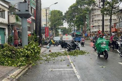 TP.HCM: Đến trường đại học đón con, người phụ nữ bị nhánh cây rơi trúng tử vong