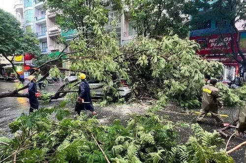 TP. Hồ Chí Minh: Lại có thêm người tử vong do nhánh cây gãy rơi trúng