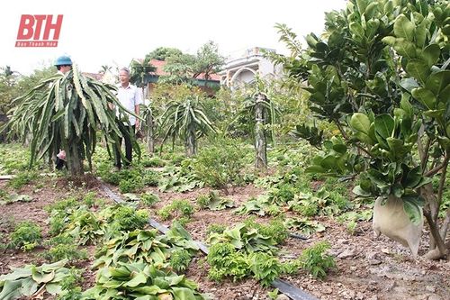 Từ V-A-C đến vườn hộ, vườn mẫu