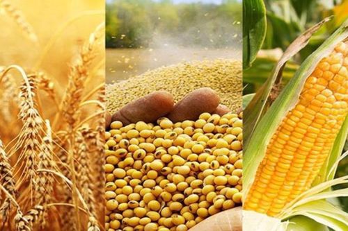 Ngành thức ăn chăn nuôi nhập siêu 2,65 tỷ USD