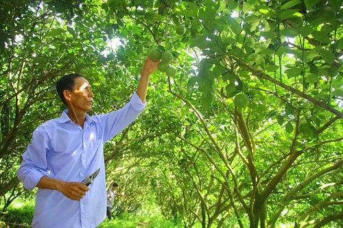 Nông dân chủ động ứng phó bão số 3 bảo vệ cây trồng