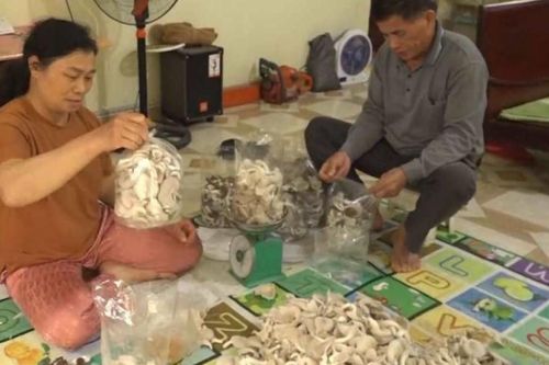 Người nông dân năng động, phát triển kinh tế từ mô hình trồng nấm sò