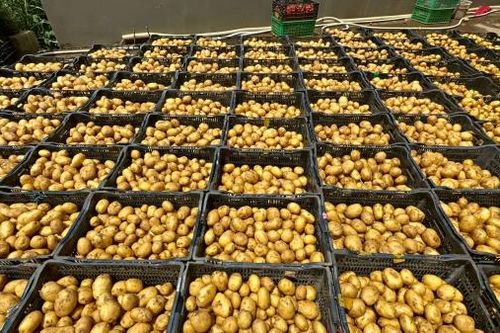 Phát hiện nhiều điểm kinh doanh 'hô biến' khoai tây Trung Quốc thành khoai tây Đà Lạt