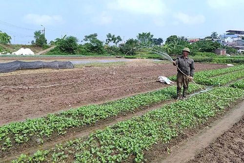Về vùng rau an toàn