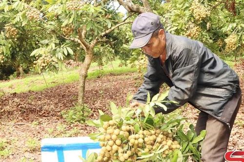 Lóng Phiêng thu hoạch nhãn chín muộn