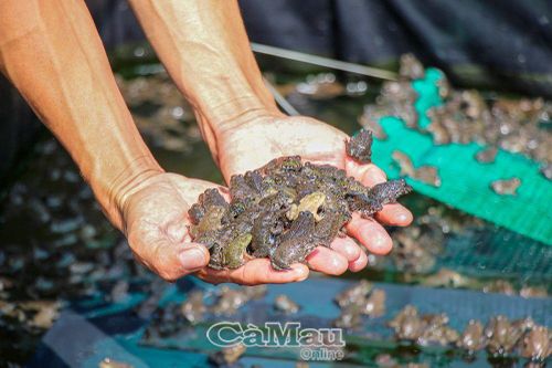 Cải thiện thu nhập từ nuôi ếch đẻ