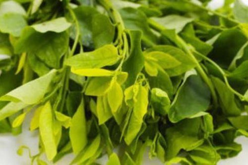 Rau ngót nên vò xong mới rửa hay rửa xong mới vò?