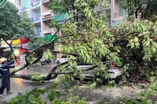 Bị nhánh cây gãy rơi trúng đầu, người phụ nữ ở TPHCM tử vong