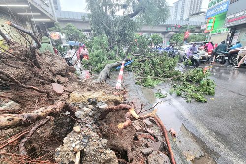 Cơn mưa giông chiều nay làm hàng loạt cây đổ, nhiều ô tô bị bẹp