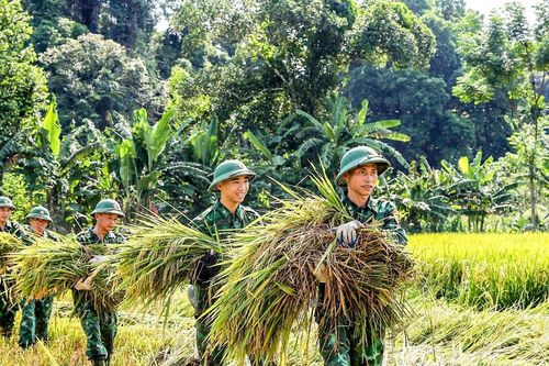 Chiến sĩ biên phòng Hà Tĩnh giúp dân gặt lúa 'chạy bão'