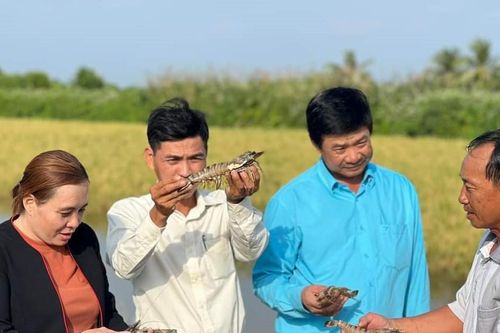 Tôm Việt Nam 'rộng đường' xuất khẩu các thị trường khó tính thế giới