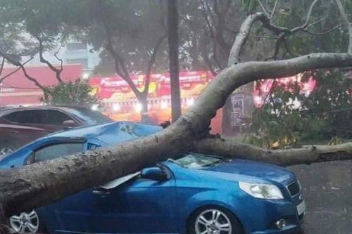 Hà Nội: Nhiều cây gãy đổ đè ô tô, xe máy, người đi đường