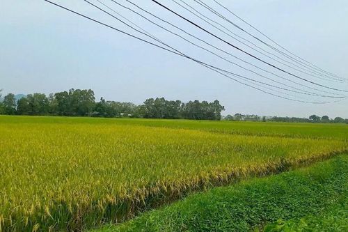 Hà Nội: bão số 3 đe dọa mục tiêu năng suất cây trồng vụ Mùa