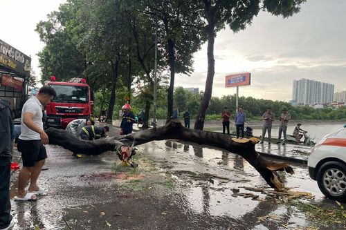 Hà Nội: 2 người thương vong do cây bật gốc đè trúng trong mưa lớn