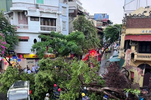 Giông lốc làm bật gốc nhiều cây lớn ở Hà Nội