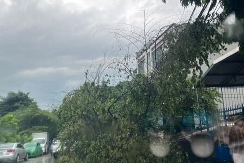 Mưa lớn, gió mạnh làm cây bật gốc ở Thanh Hóa