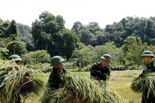 Bộ đội xuống đồng giúp dân gặt lúa 'chạy' bão
