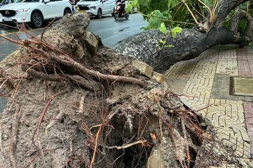 TPHCM đốn hạ nhiều cây mục gốc trước siêu bão YAGI