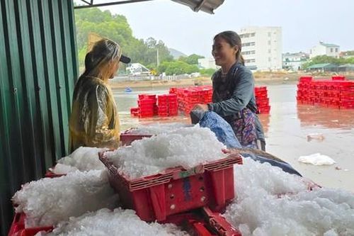 Ngư dân hối hả với mẻ cá cuối cùng trước bão số 3