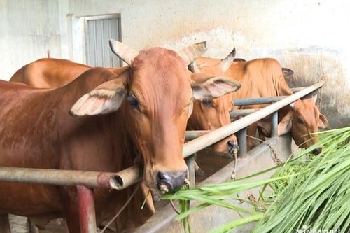Sơn Tịnh hỗ trợ bò giống cho 30 hộ nghèo, cận nghèo