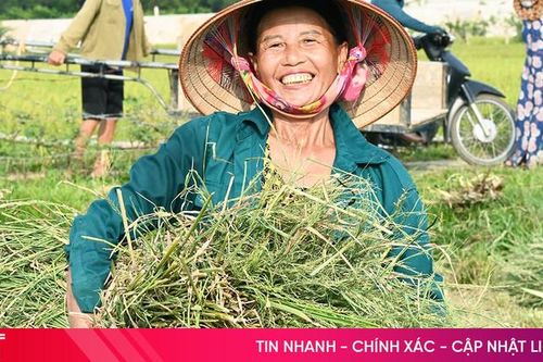 Chạy đua với bão, cơ bản hoàn thành thu hoạch lúa cạn ở Hương Khê
