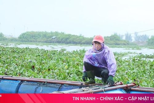 Người nuôi trồng thủy sản Hà Tĩnh khẩn trương gia cố lồng bè trước mưa bão