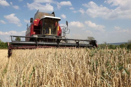 FAO: Chỉ số giá lương thực thế giới giảm nhẹ trong tháng Tám