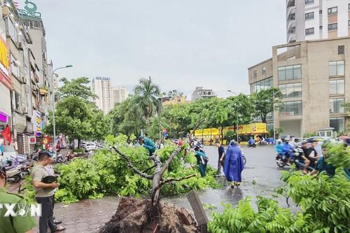 Hà Nội: 226 cây xanh gãy, đổ do ảnh hưởng trước cơn bão số 3